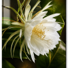 Premium White Night Blooming Flower Acrylic Wall Art | Frameless Gloss Finish