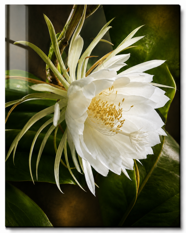 Premium White Night Blooming Flower Acrylic Wall Art | Frameless Gloss Finish