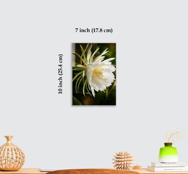 Premium White Night Blooming Flower Acrylic Wall Art | Frameless Gloss Finish