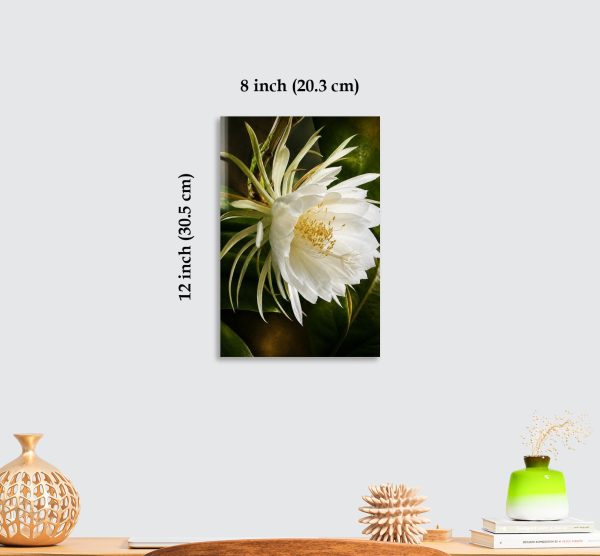 Premium White Night Blooming Flower Acrylic Wall Art | Frameless Gloss Finish