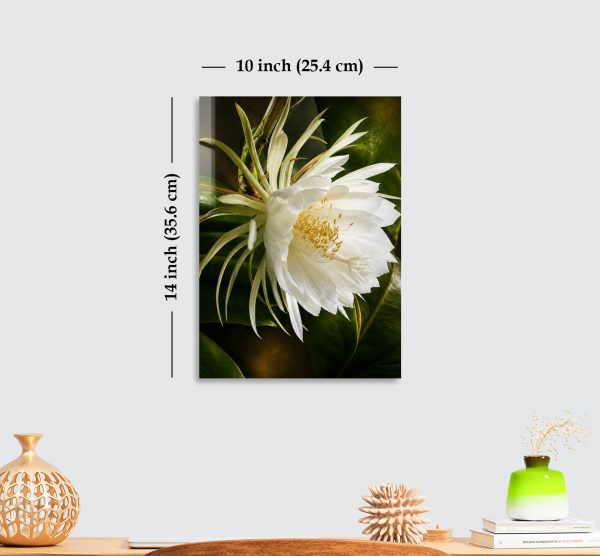 Premium White Night Blooming Flower Acrylic Wall Art | Frameless Gloss Finish