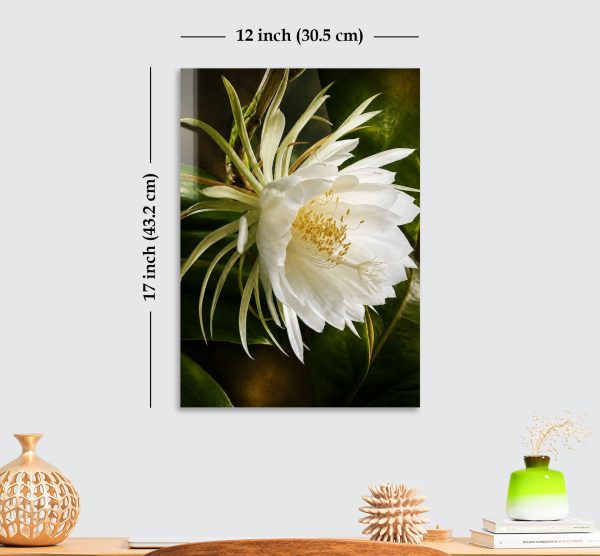 Premium White Night Blooming Flower Acrylic Wall Art | Frameless Gloss Finish